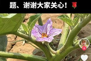 赢了一个祖巴茨！快船全队抢下54板 灰熊仅33个